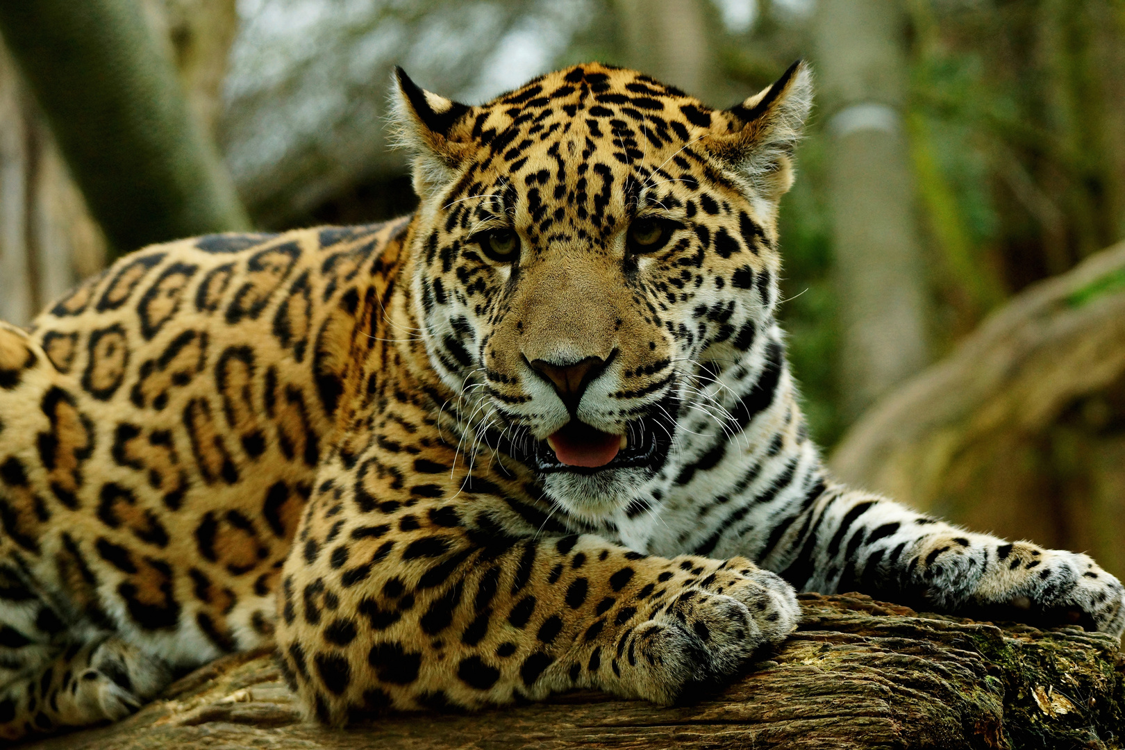 Jaguar