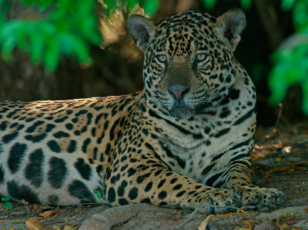 Jaguar