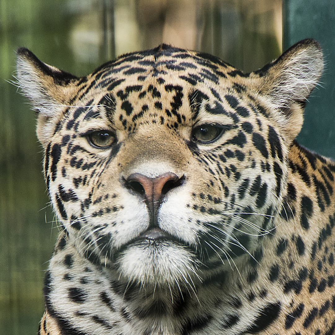 Jaguar