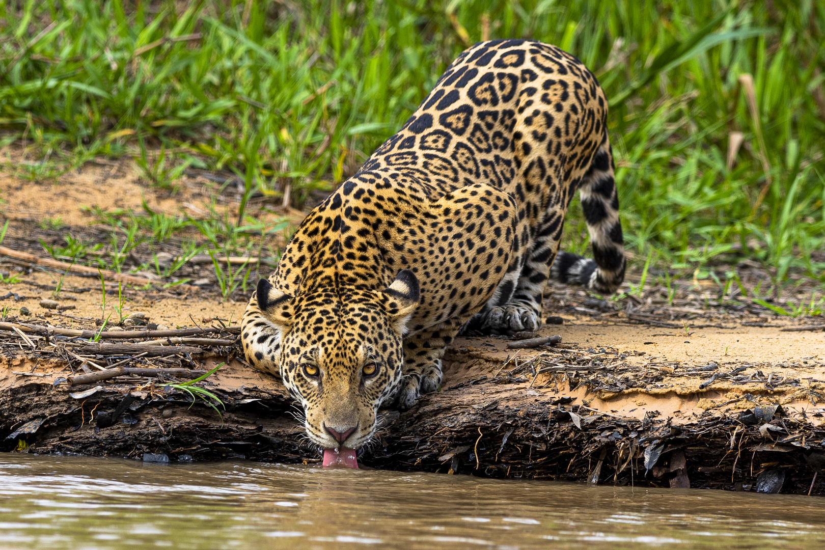 Jaguar