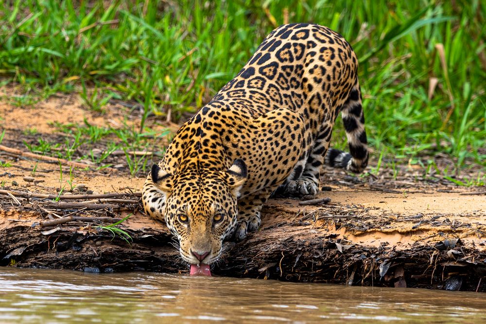 Jaguar Bilder Jaguar Bilder