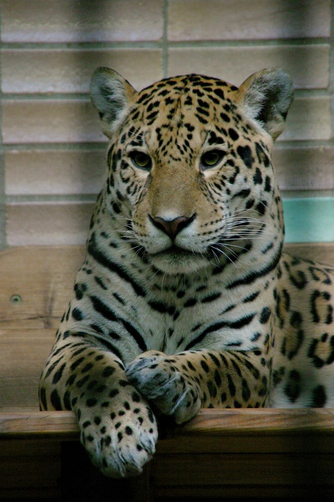 Jaguar "Anafi" (Panthera onca)