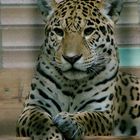 Jaguar "Anafi" (Panthera onca)