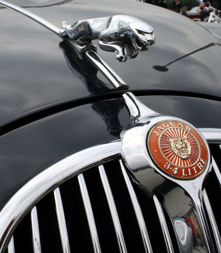 Jaguar auf dem Sprung