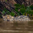 Jaguar auf der Jagd