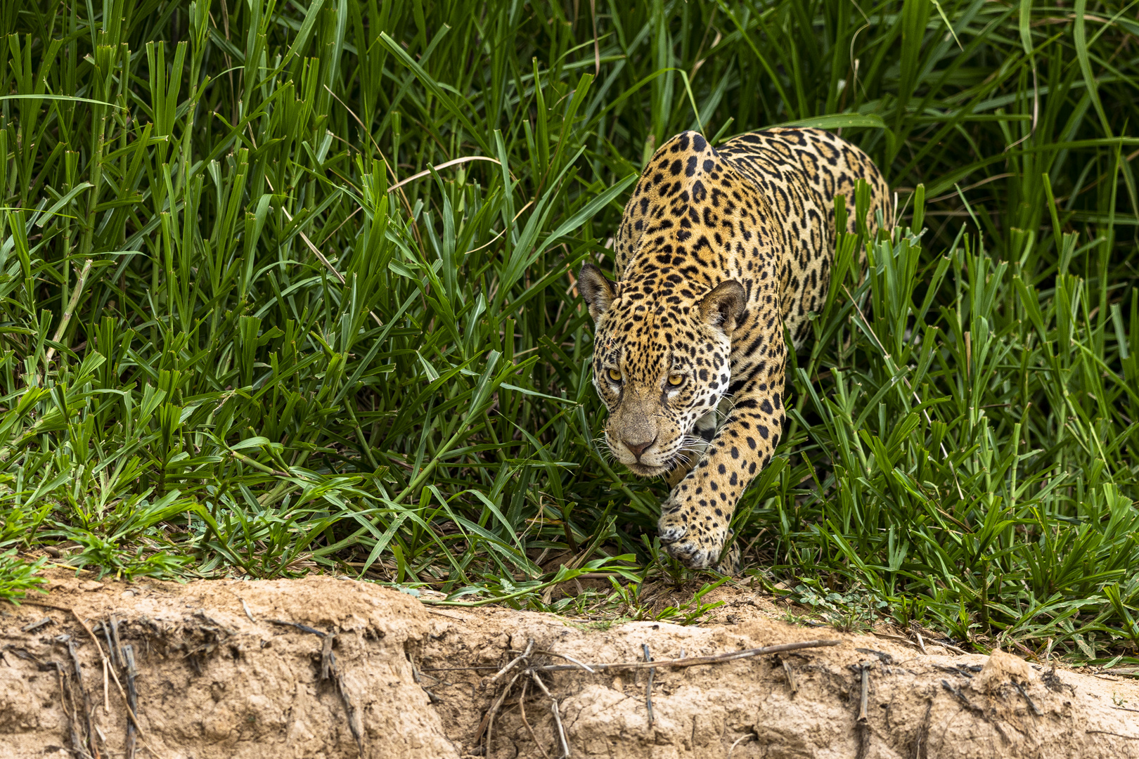 Jaguar auf der Jagd