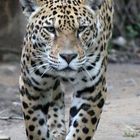 Jaguar auf der Pirsch