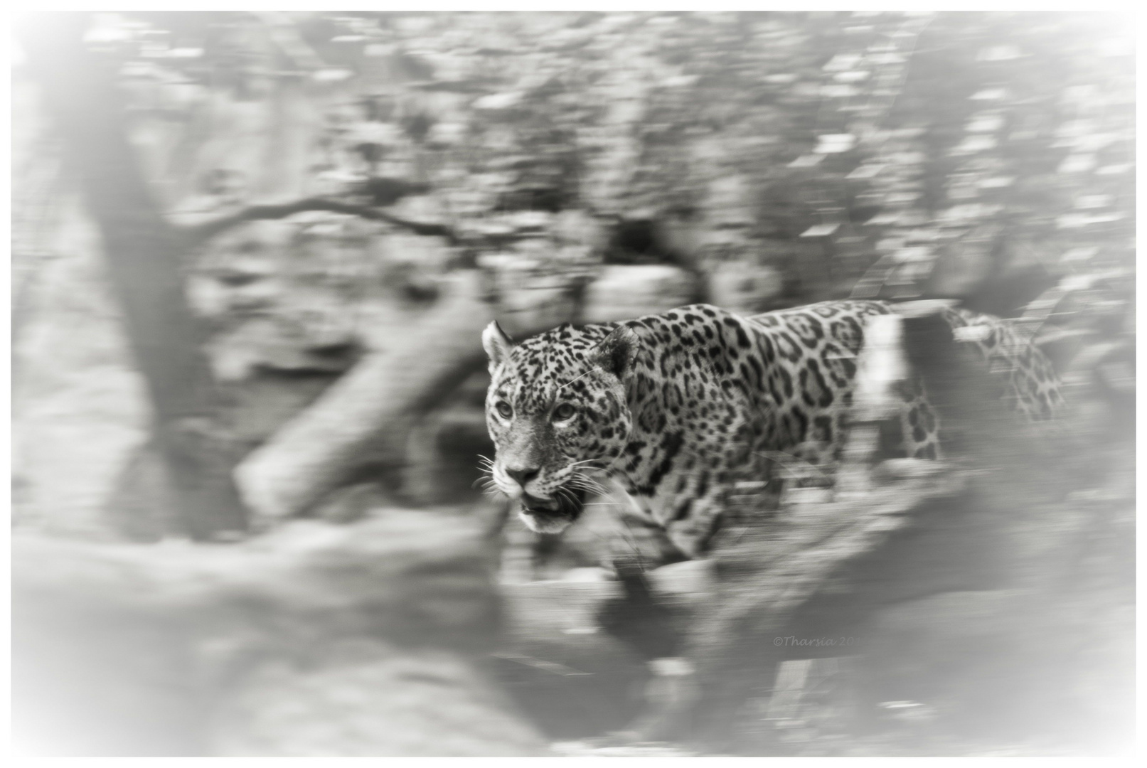 Jaguar auf Spaziergang