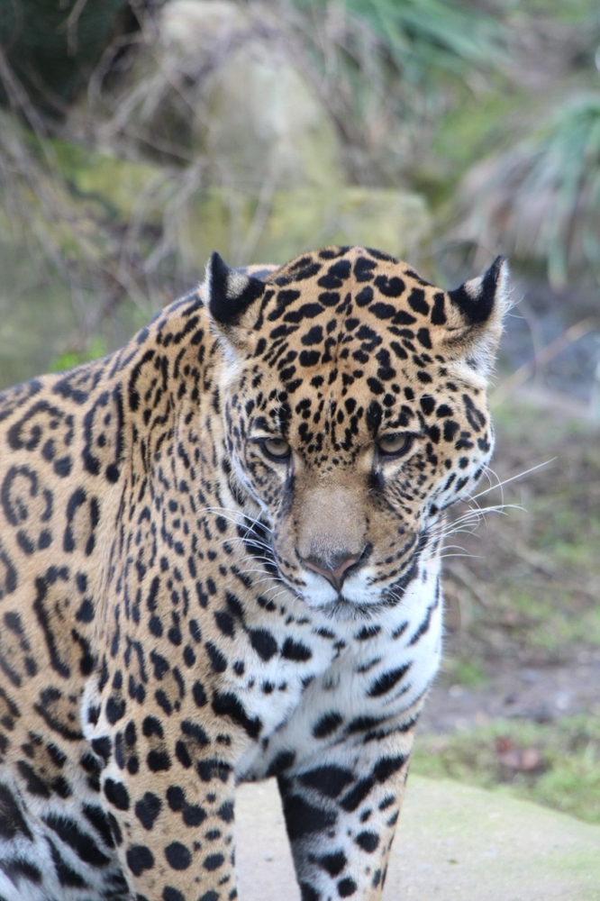 Jaguar