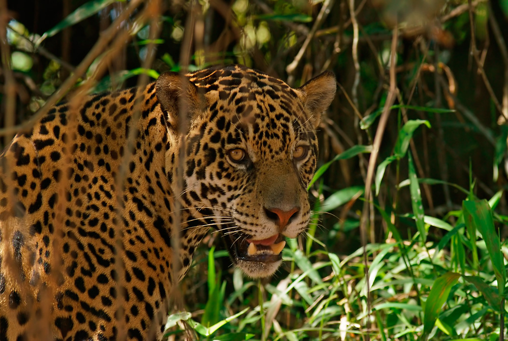 Jaguar