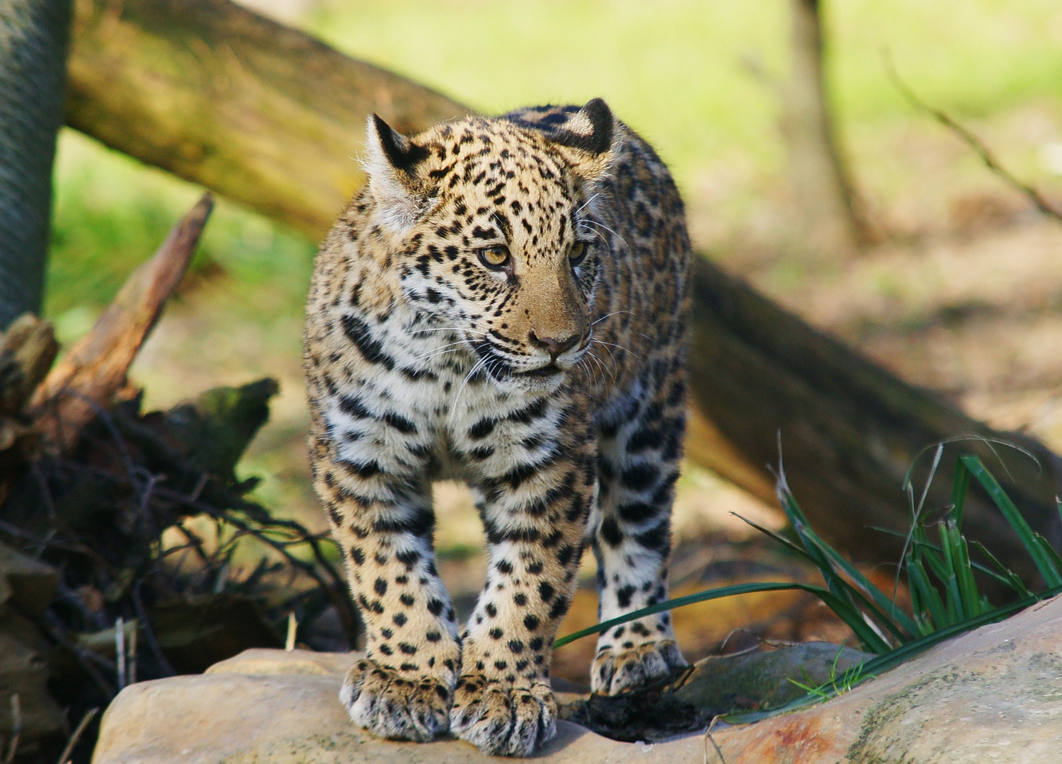 Jaguar