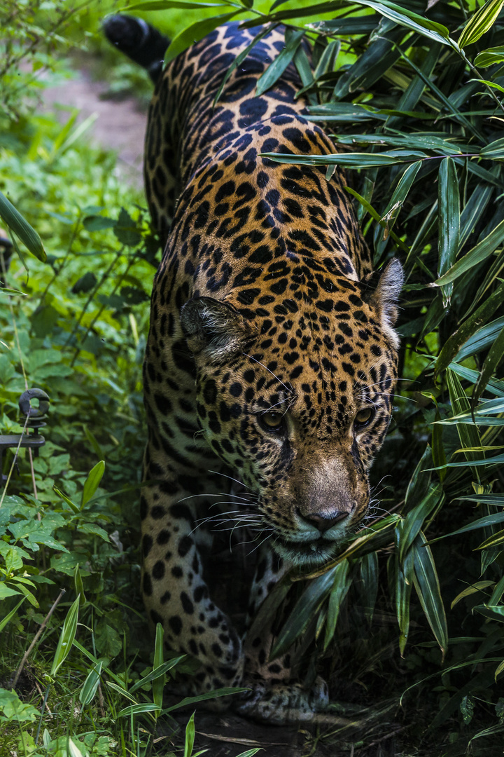 Jaguar