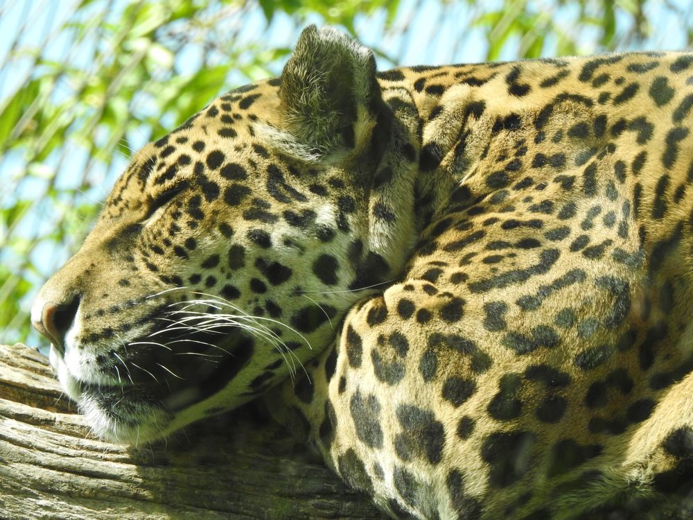 Jaguar