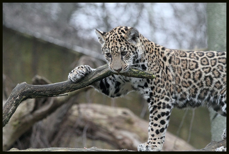 Jaguar