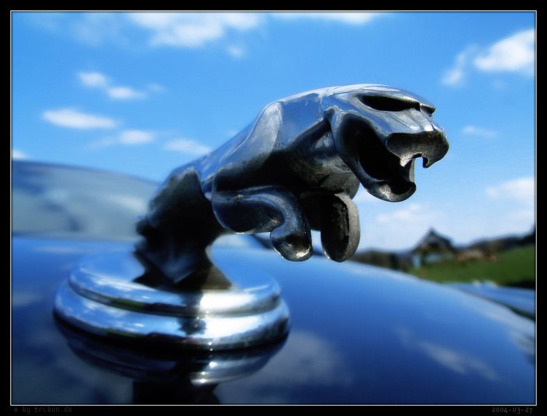 jaguar