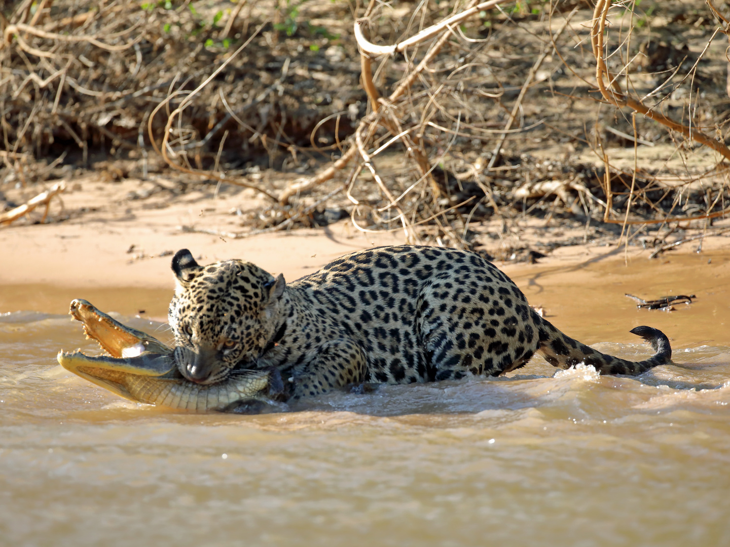 Jaguar beim Zugriff auf einen Kaiman