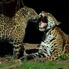 Jaguar Bess mit Sohn