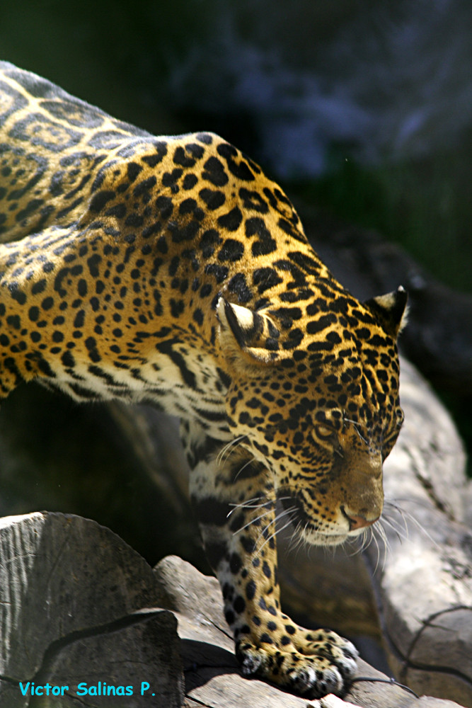 Jaguar