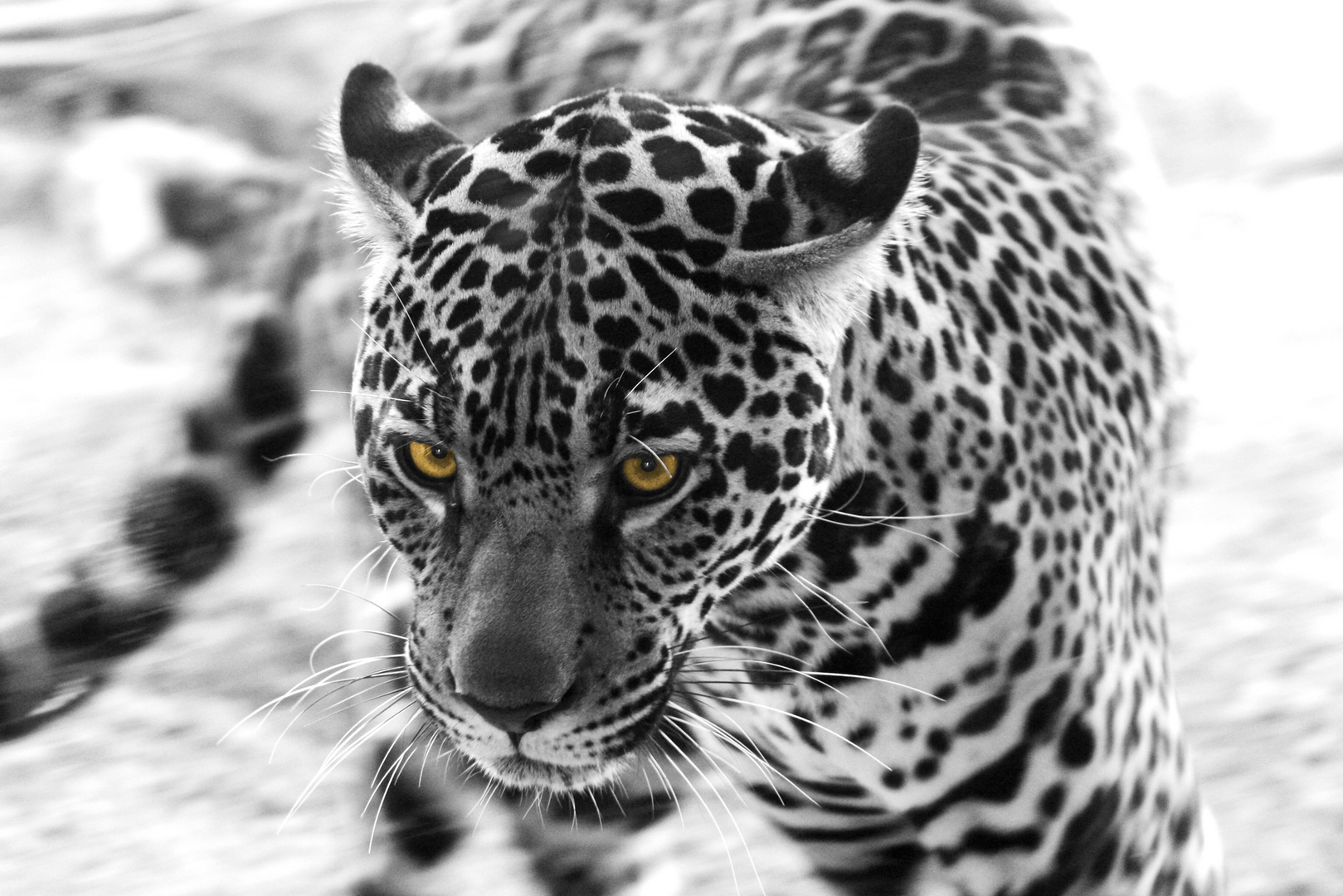 Jaguar