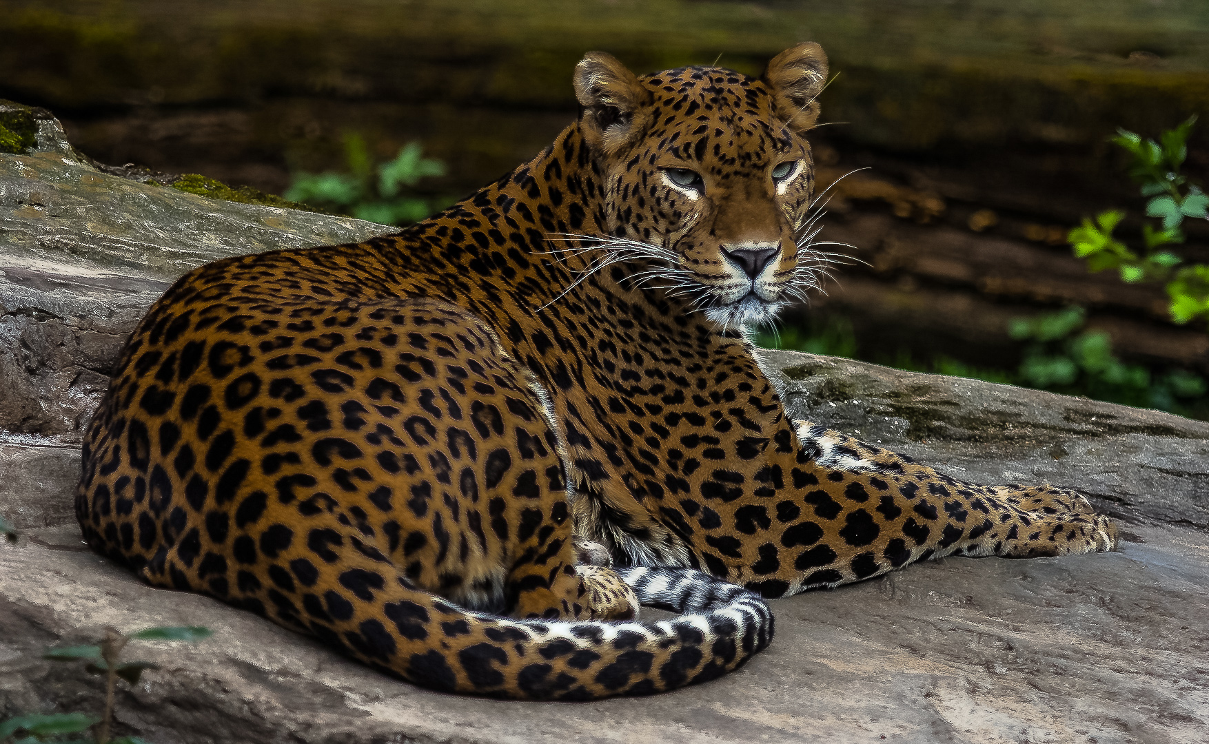 Jaguar