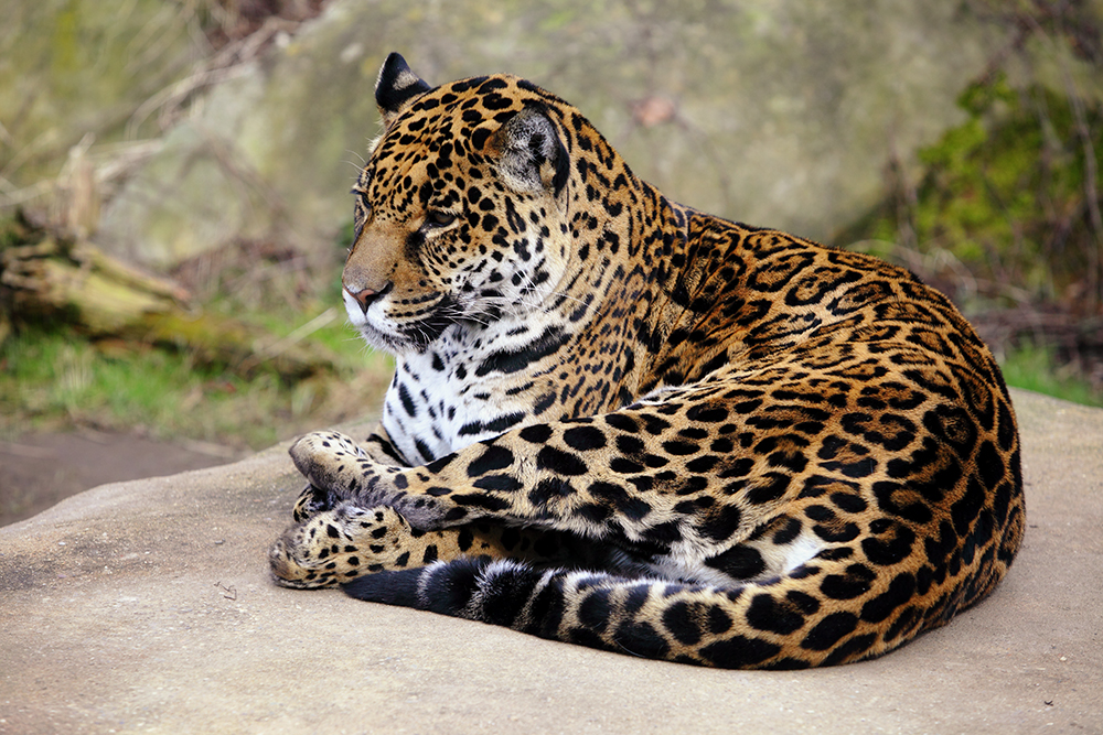 ~ Jaguar ~