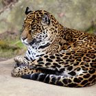 ~ Jaguar ~