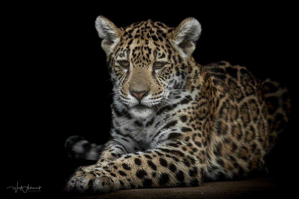 jaguar cub