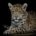 jaguar cub