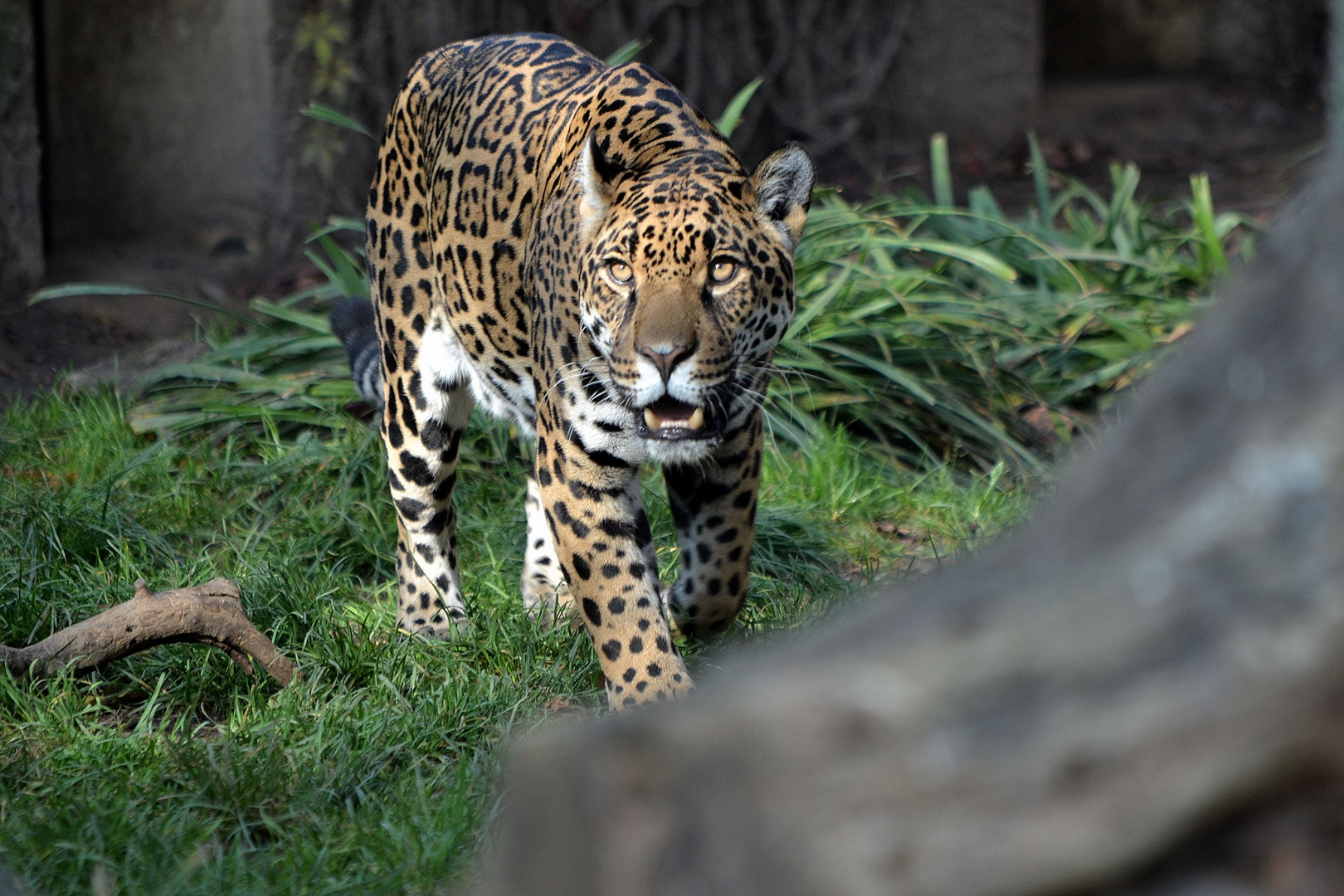 Jaguar