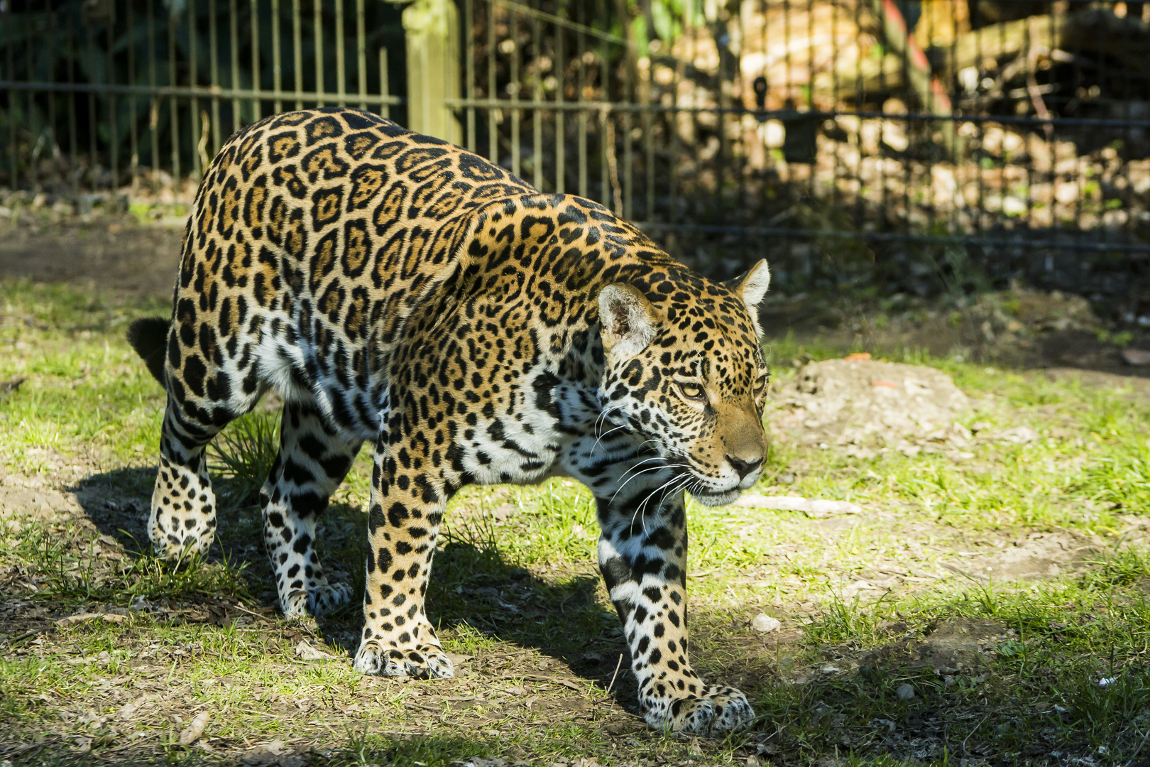 Jaguar