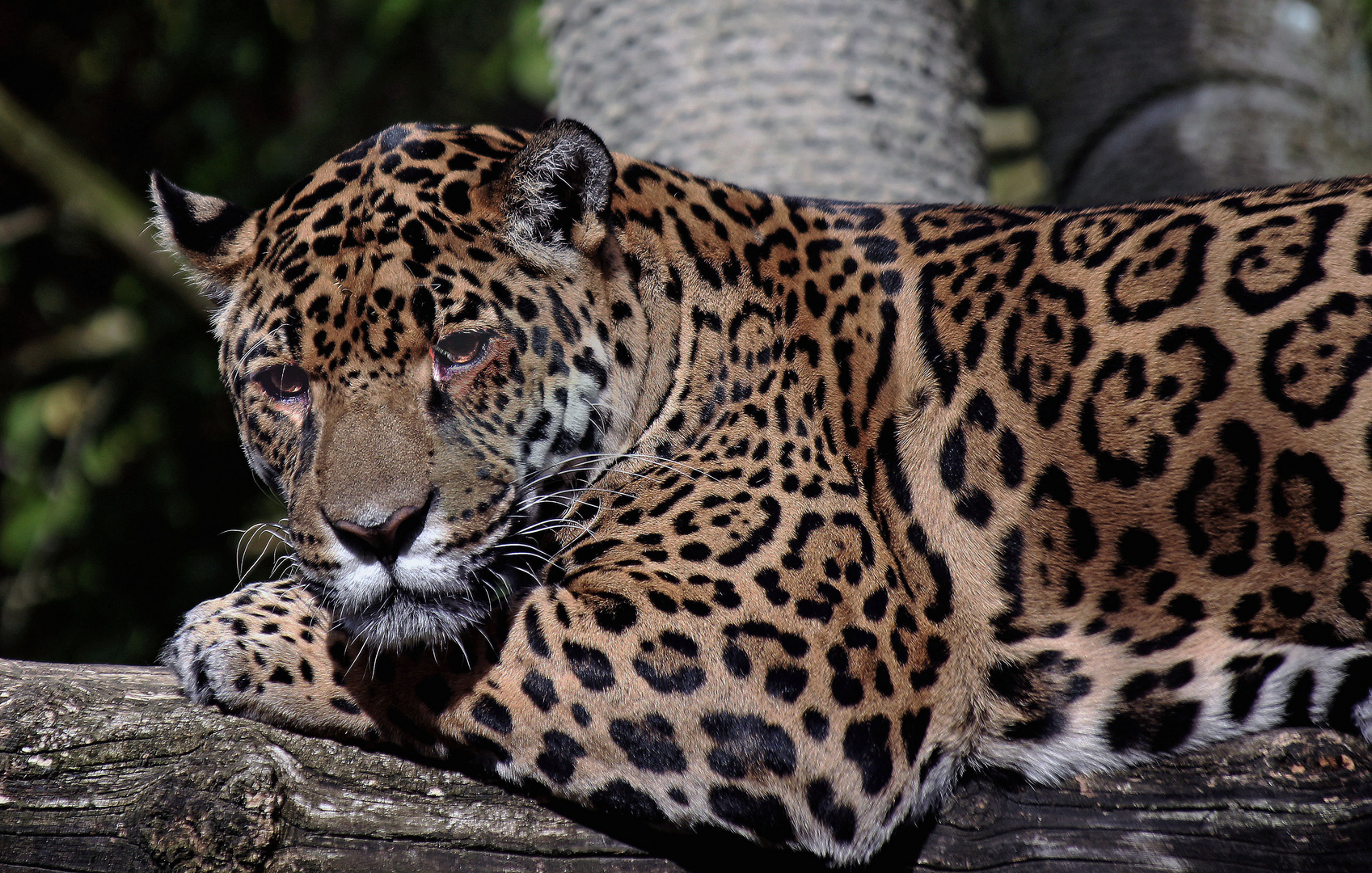 Jaguar