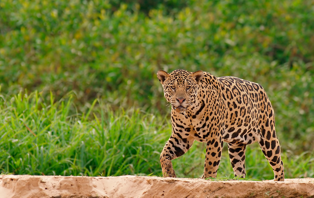 Jaguar