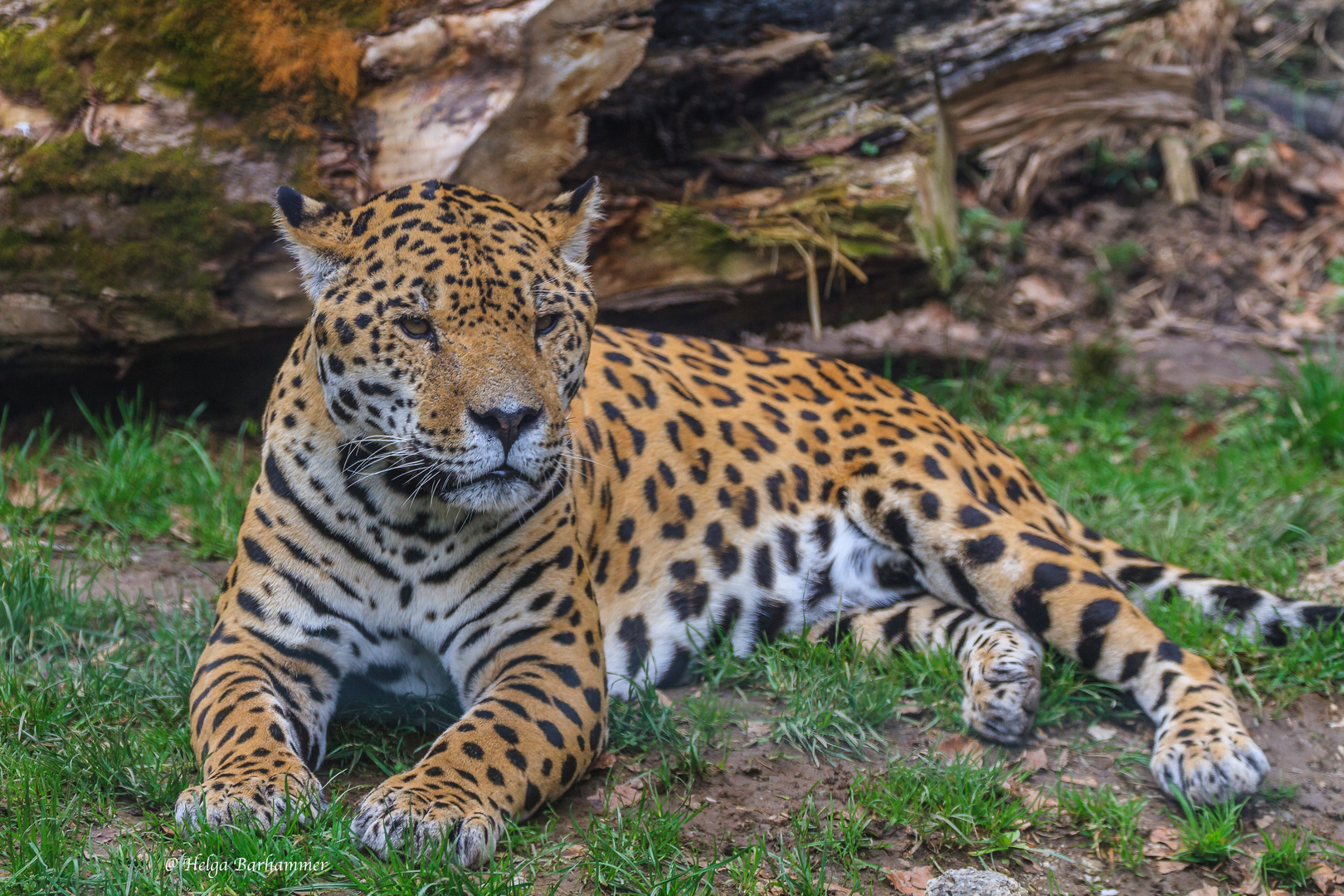 Jaguar