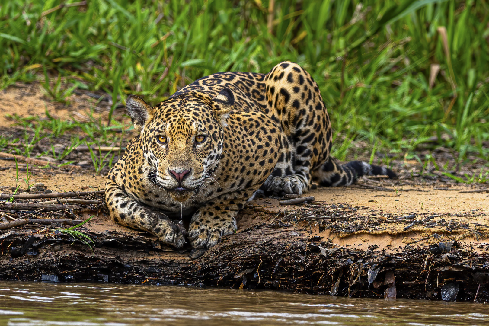 Jaguar Foto & Bild | tiere, wildlife, säugetiere Bilder auf fotocommunity