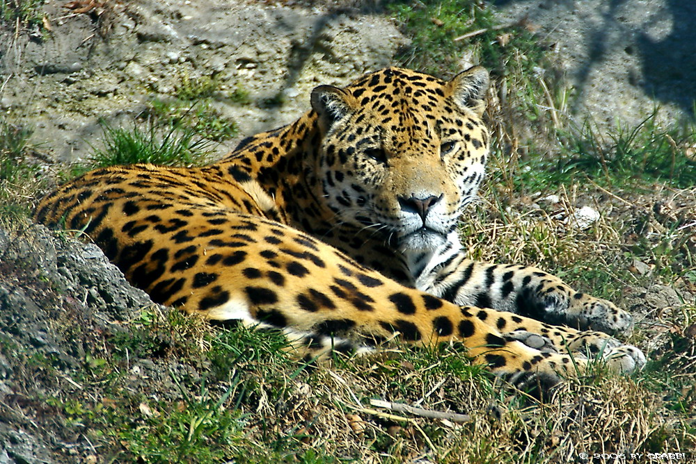 Jaguar