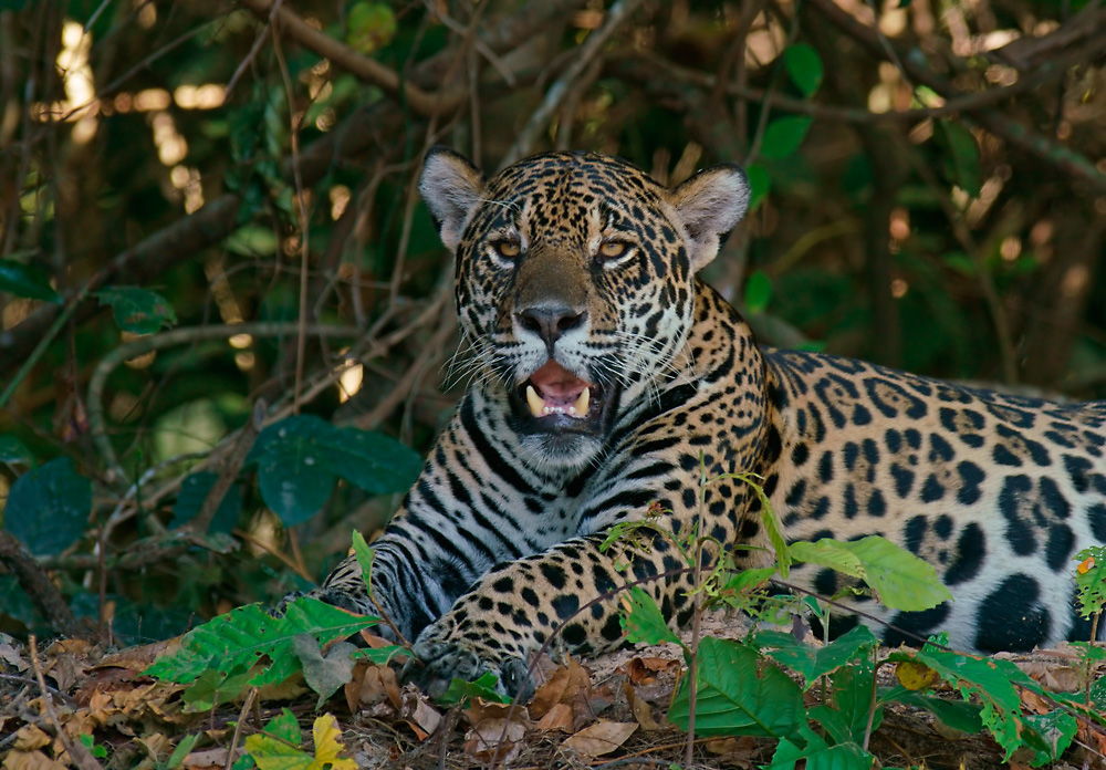 Jaguar