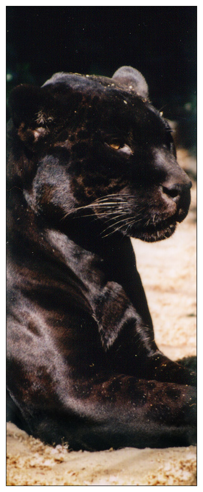 jaguar