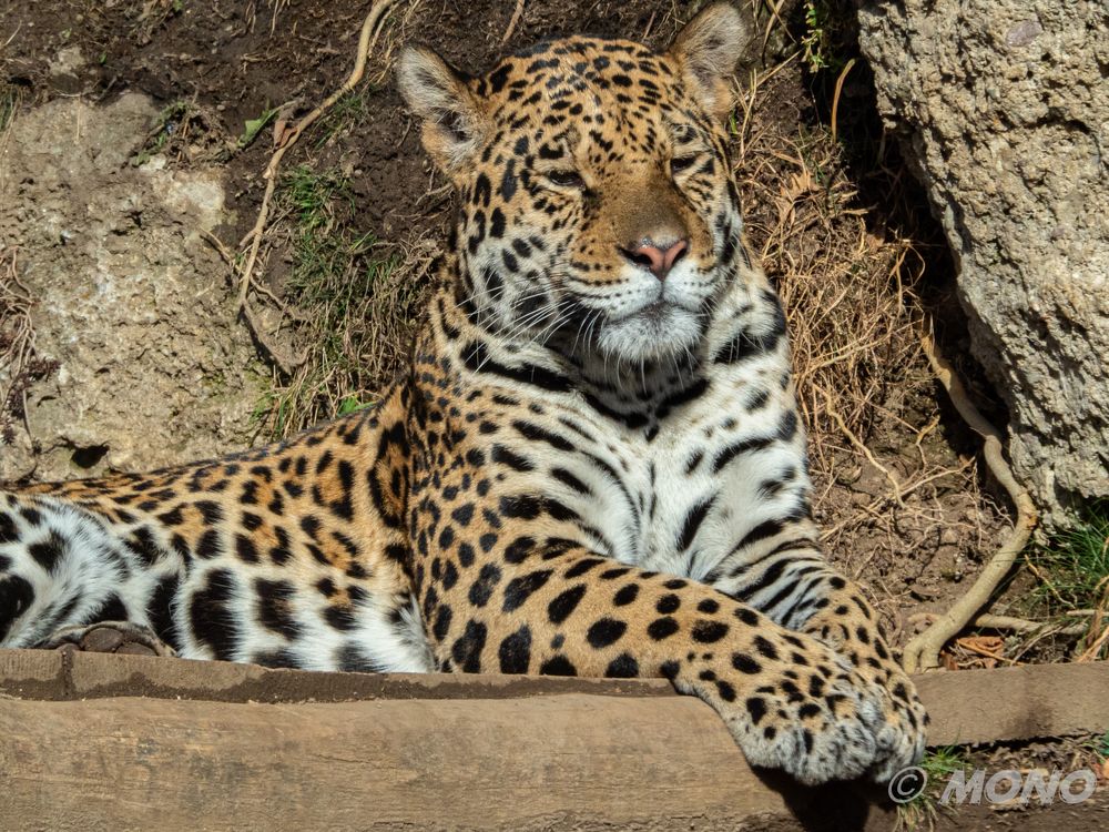 Jaguar