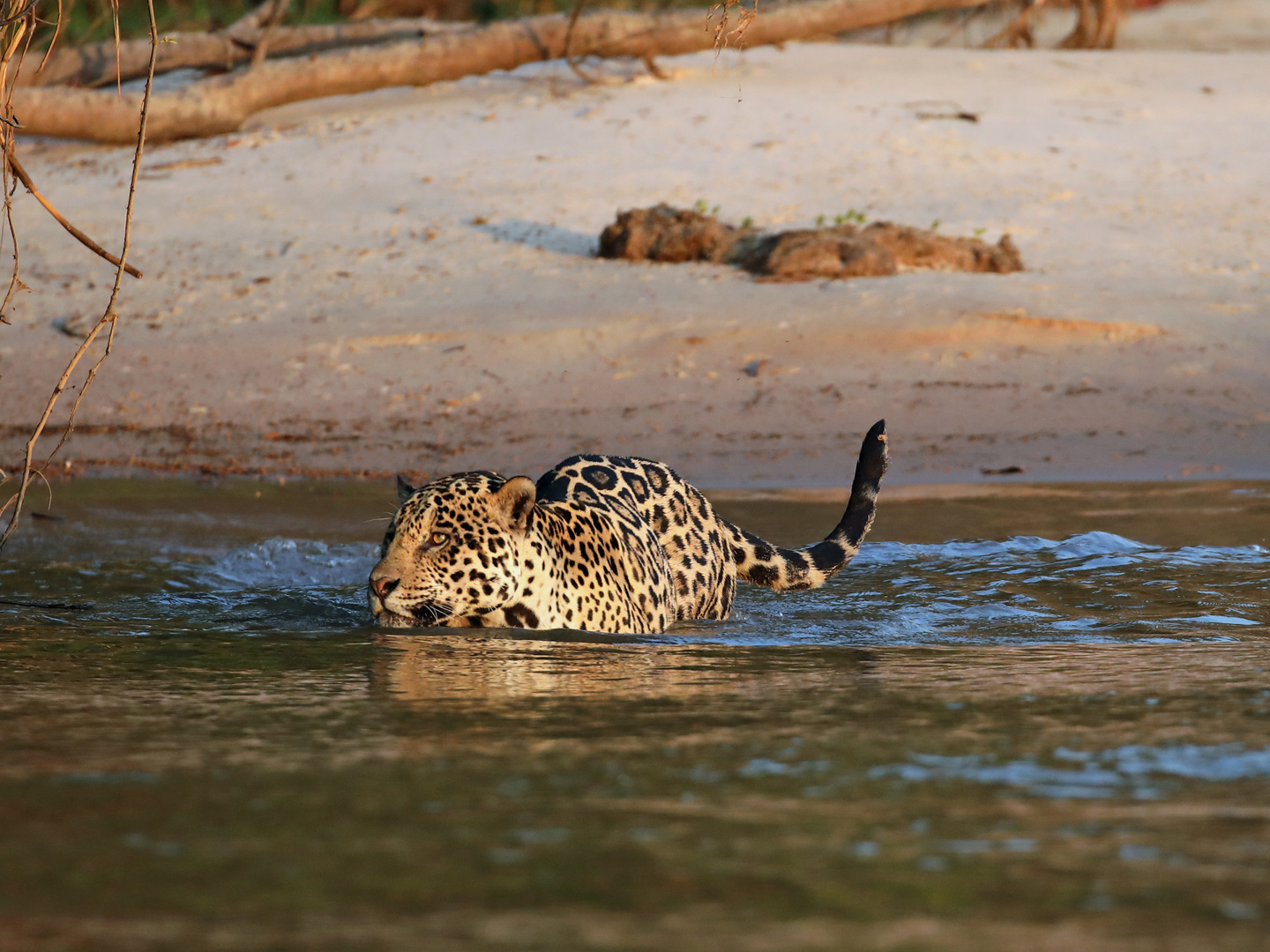 Jaguar Eintritt ins Wasser