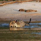 Jaguar Eintritt ins Wasser