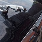 Jaguar Emblem