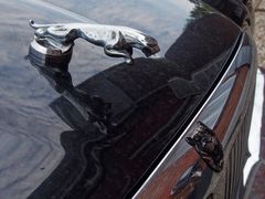 Jaguar Emblem