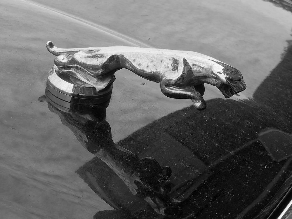 Jaguar Emblem in schwarz-weiss