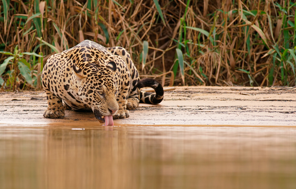 Jaguar