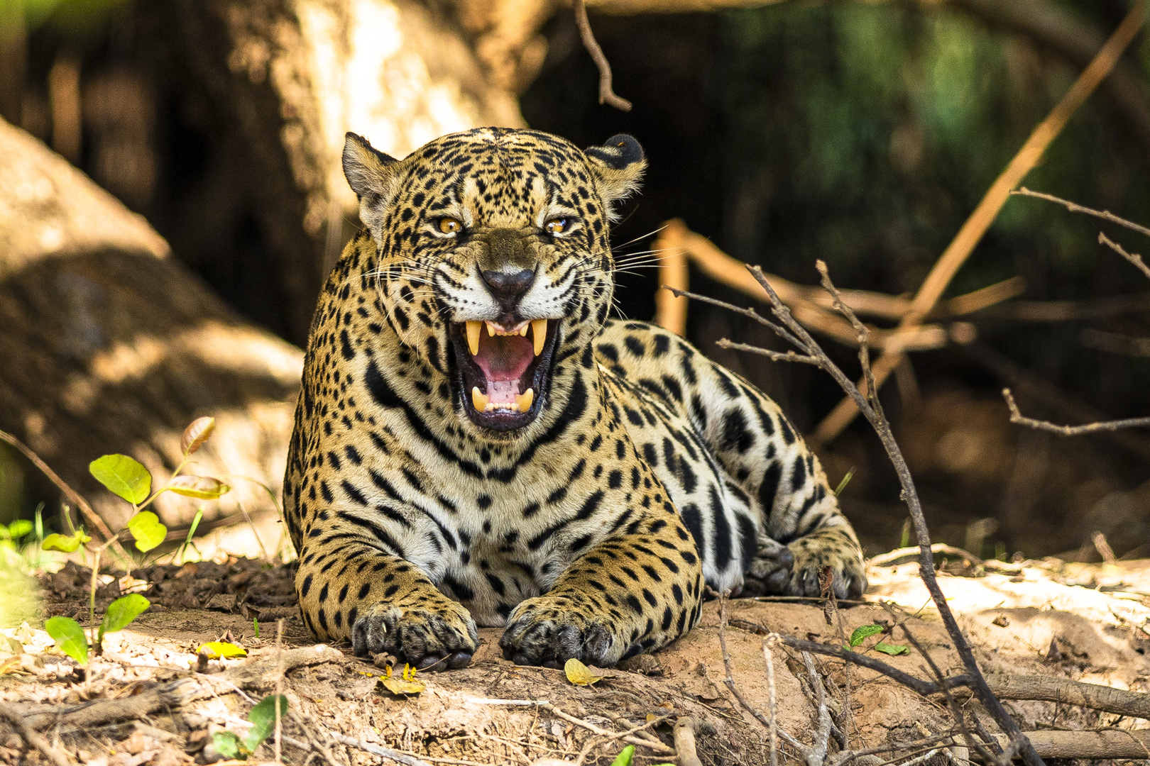 Jaguar Foto & Bild | fotos, natur, tiere Bilder auf fotocommunity