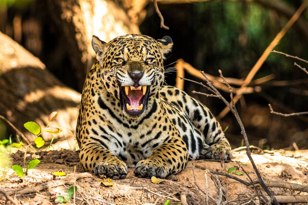 Jaguar Bilder Jaguar Bilder
