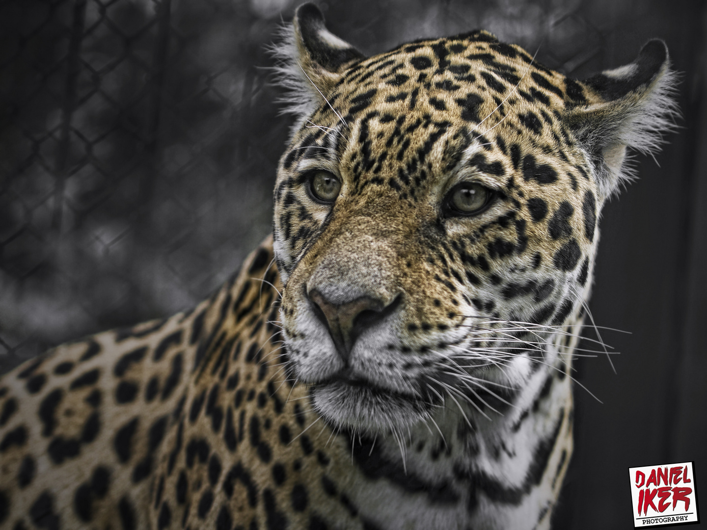Jaguar hinter Gittern