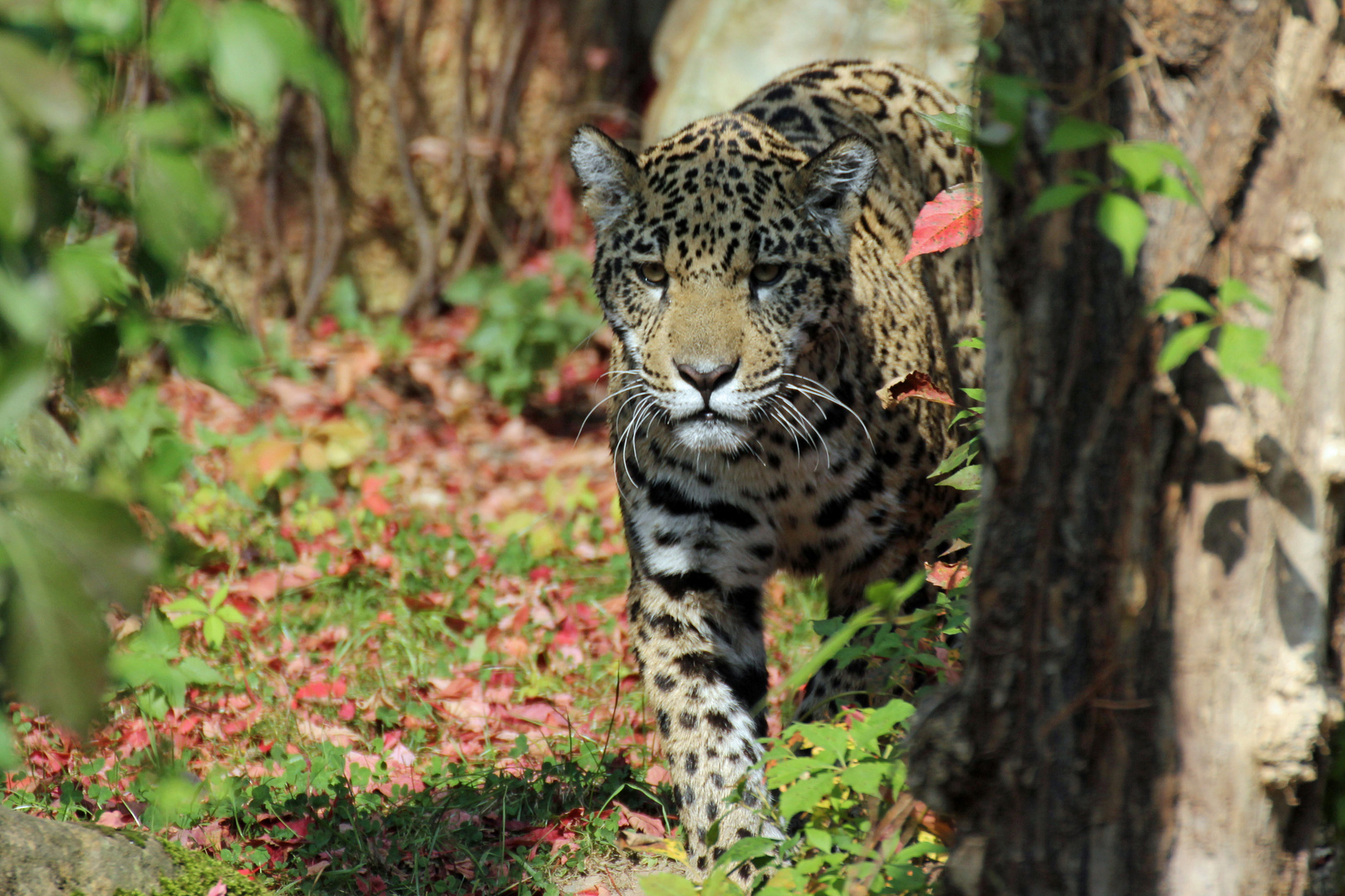 Jaguar im Anmarsch
