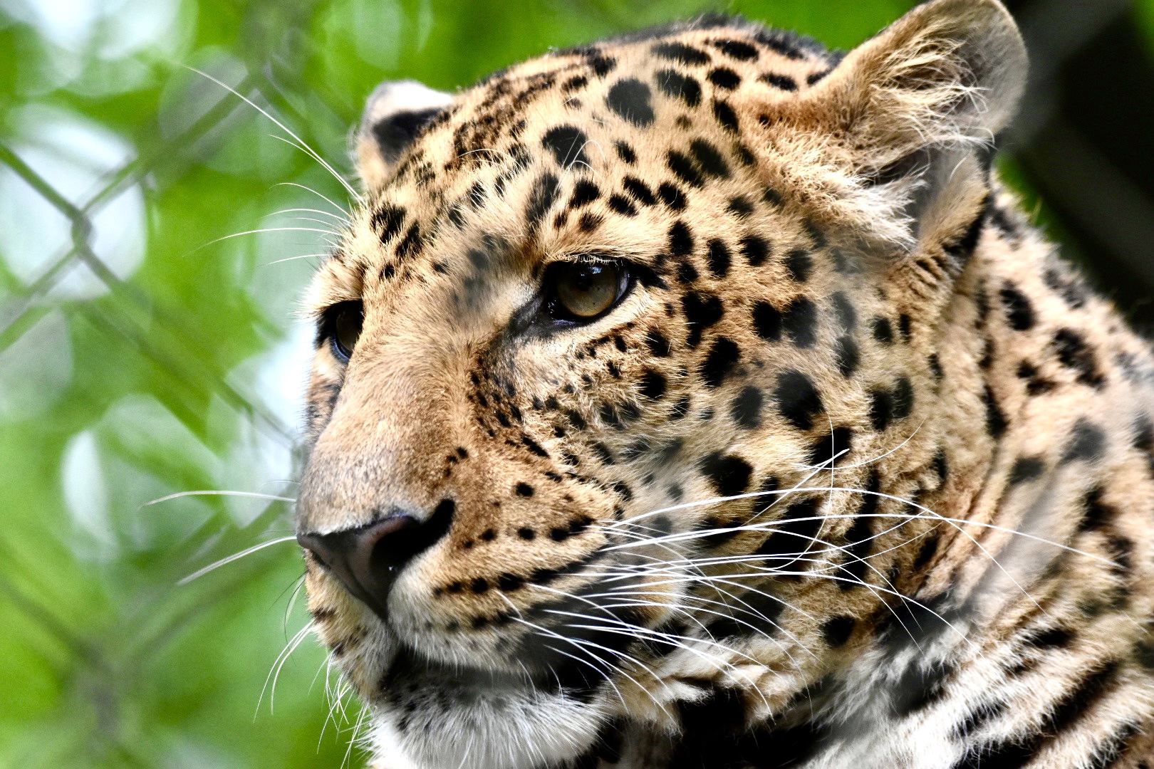 Jaguar im  Blick