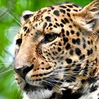 Jaguar im  Blick